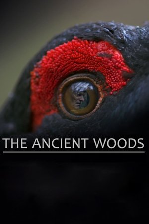 The Ancient Woods Poster