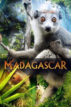 Madagascar 3D Poster
