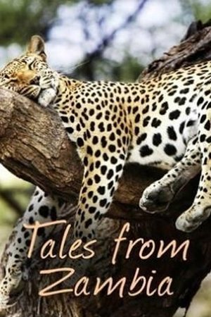 Tales from Zambia Poster